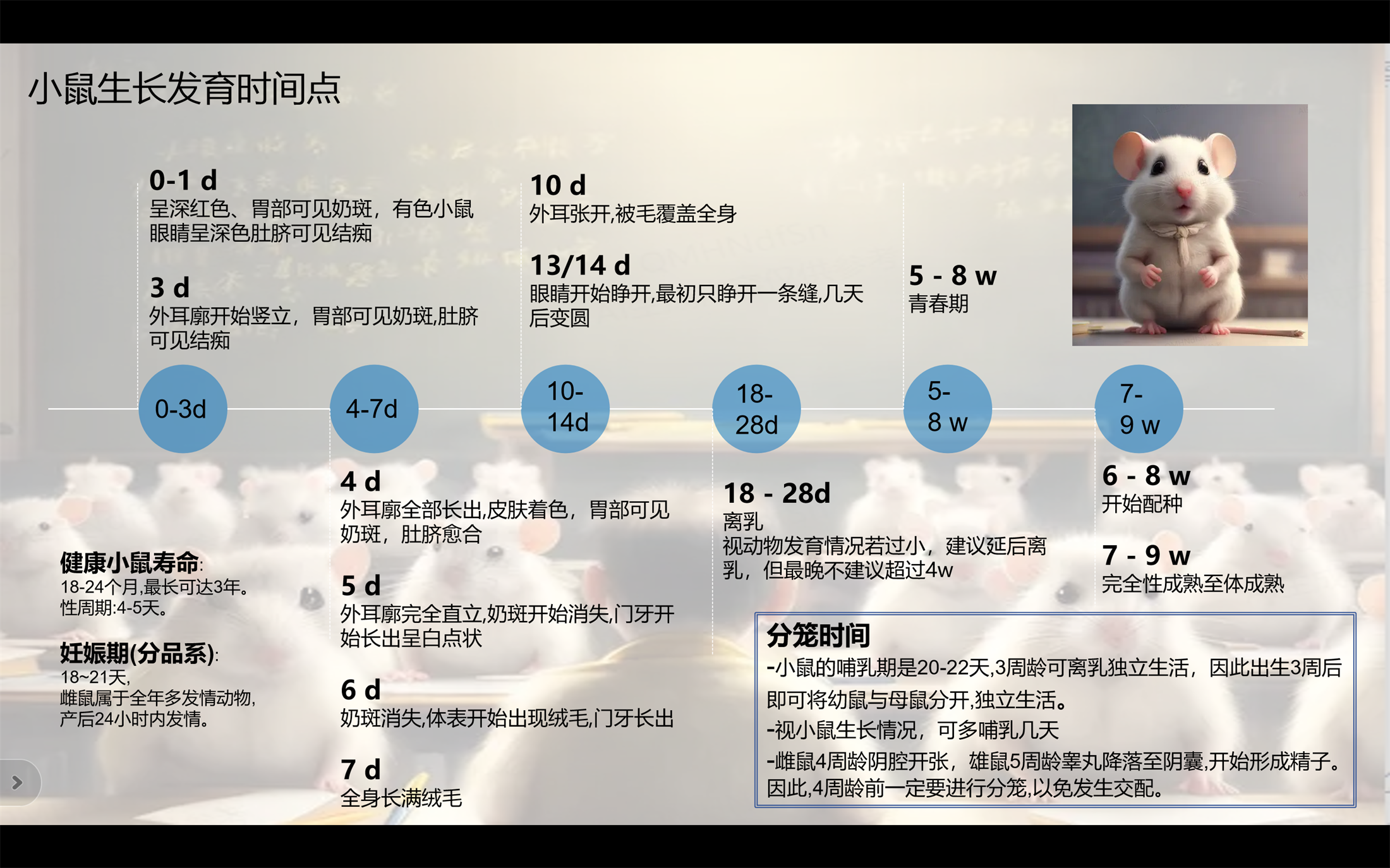 小鼠繁育01.png