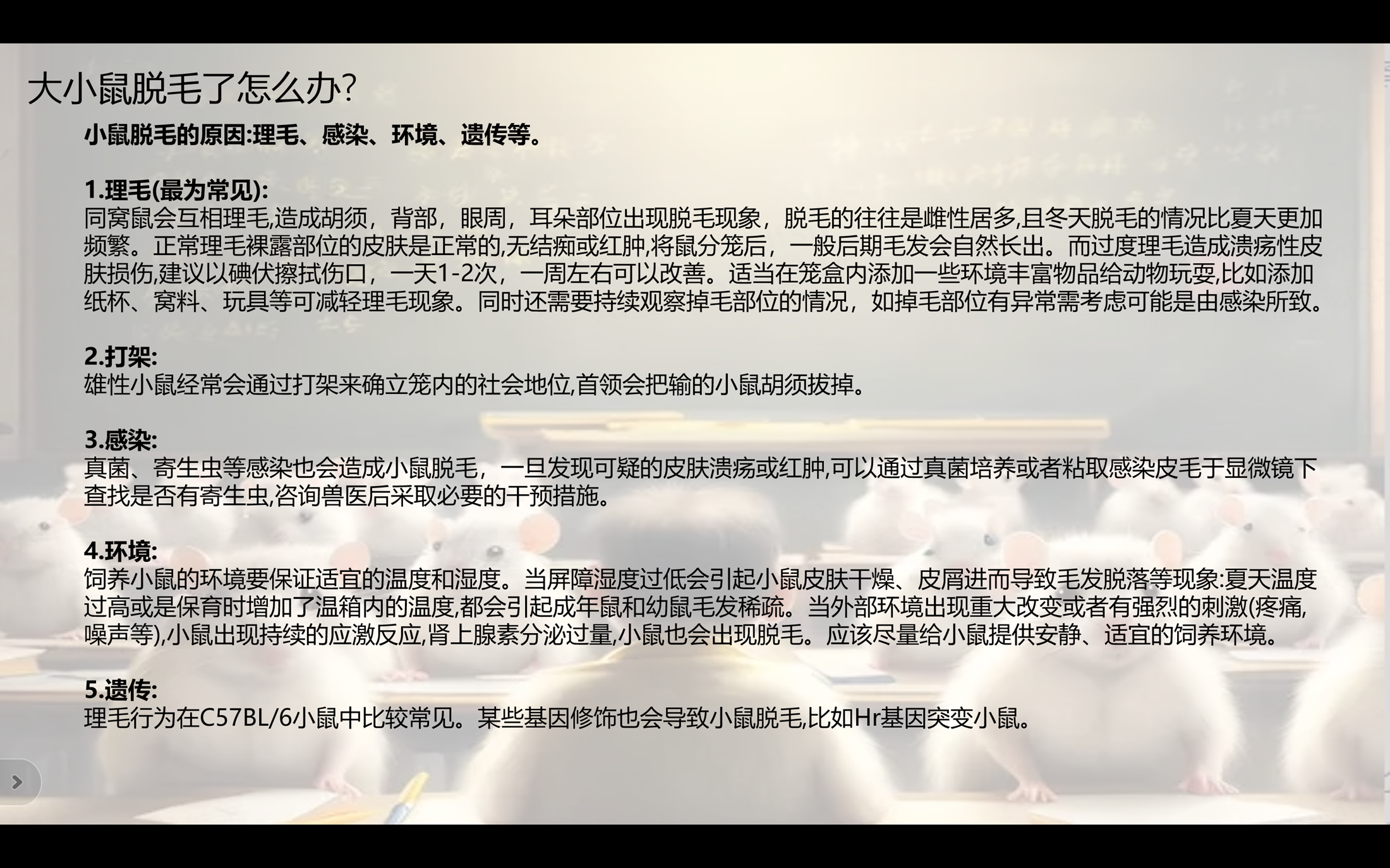 小鼠繁育10.png