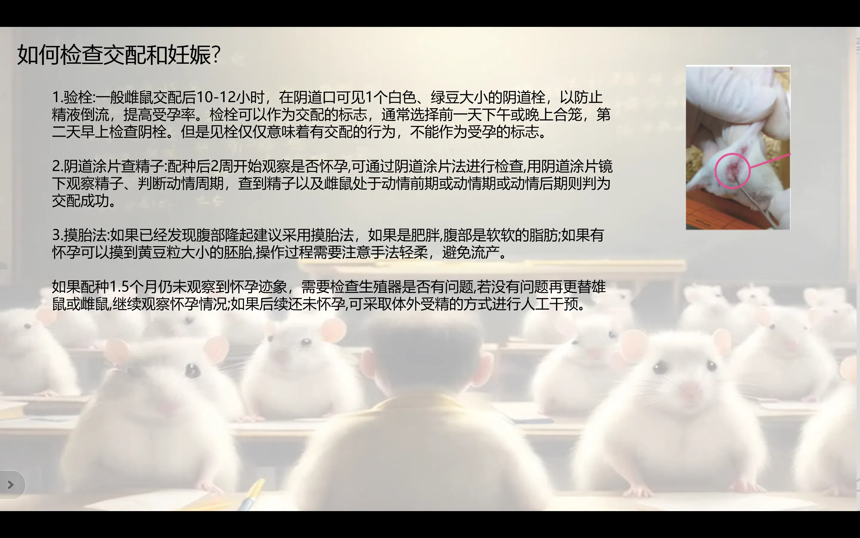 小鼠繁育03.jpg